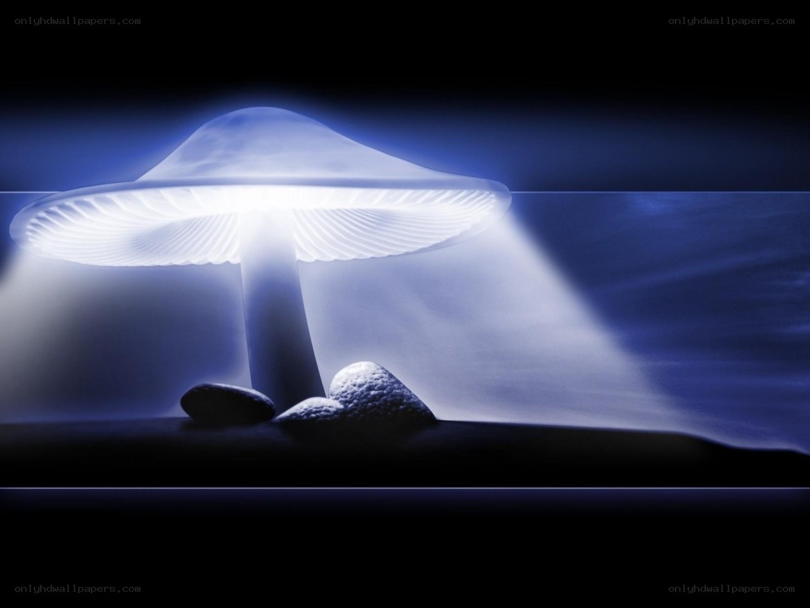 glowing mushroom in darkness
