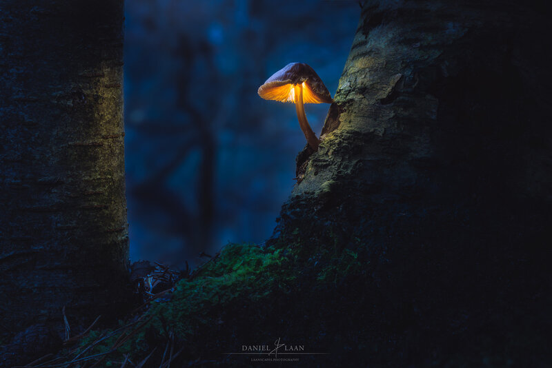 Glowing Mushroom in Forest