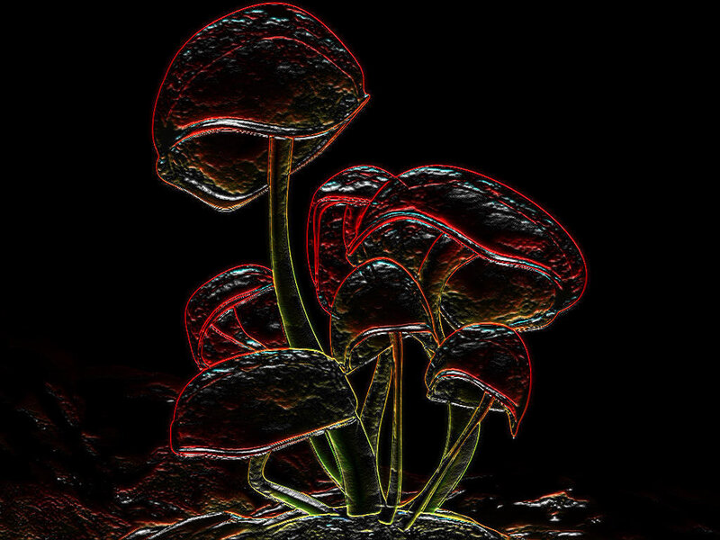 Glowing mushrooms in dark
