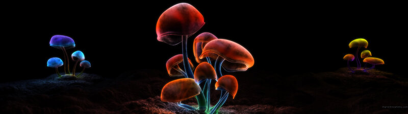 Glowing Mushrooms in Dark — Black