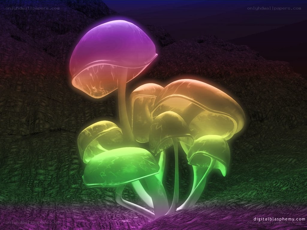 glowing mushrooms in dark forest