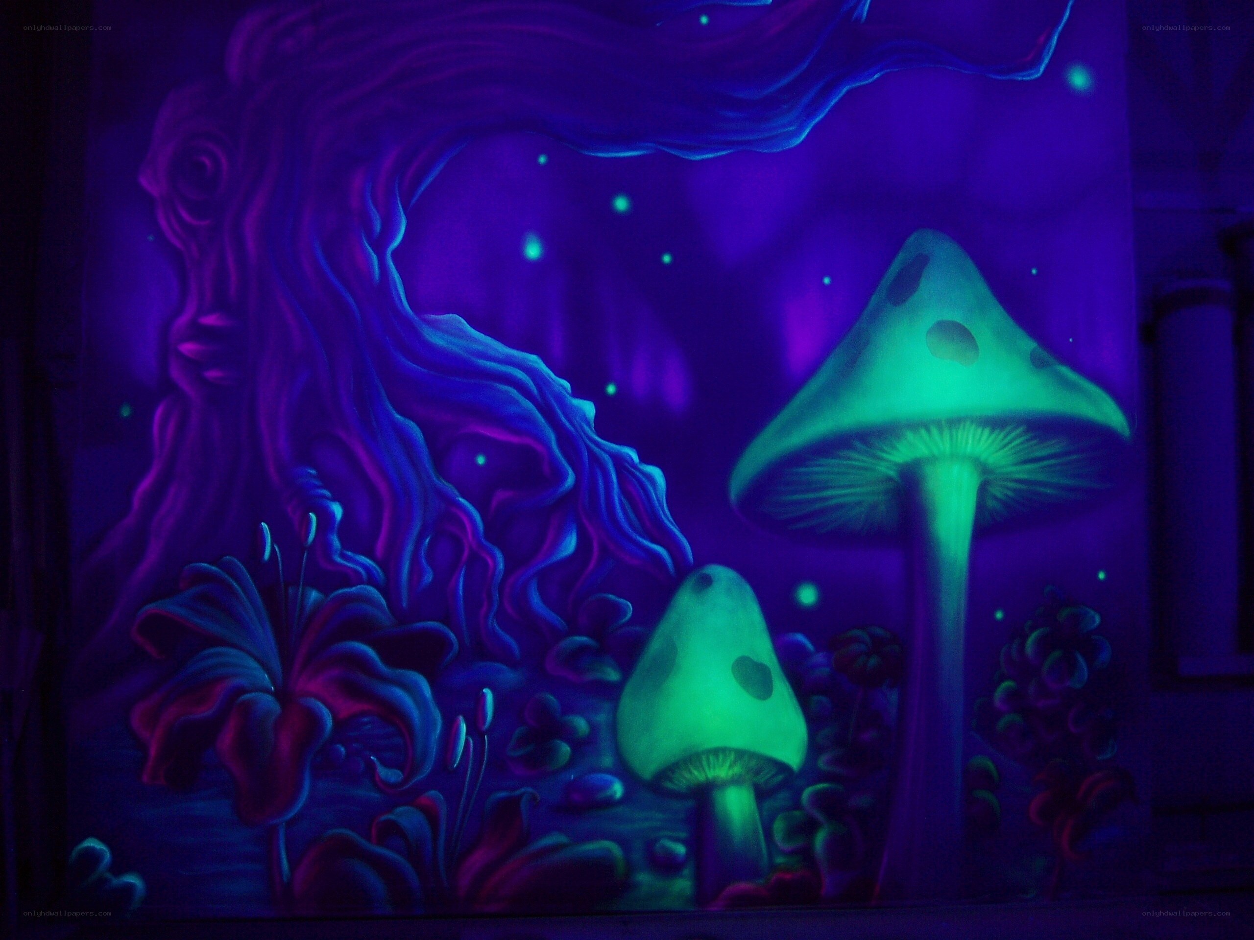 glowing mushrooms in forest