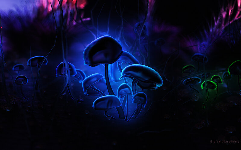 Glowing Mushrooms in Forest — Blue, Mysterious