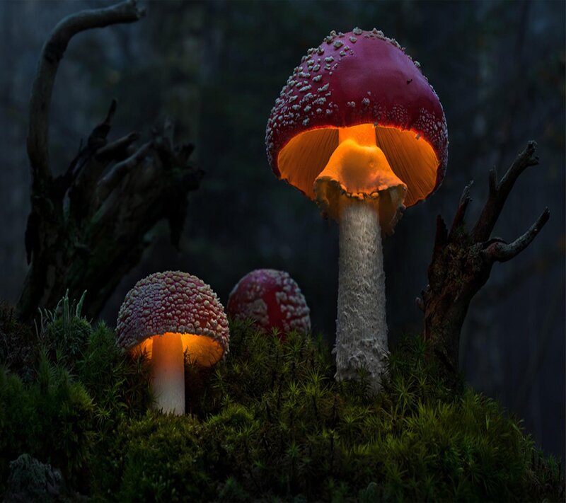 Glowing Mushrooms in Forest — Red, Mysterious