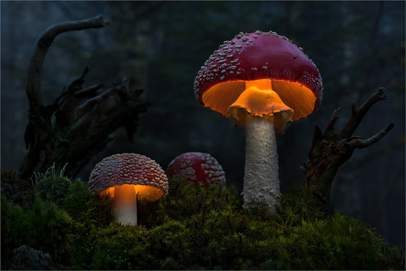 Glowing Mushrooms in Forest — Red