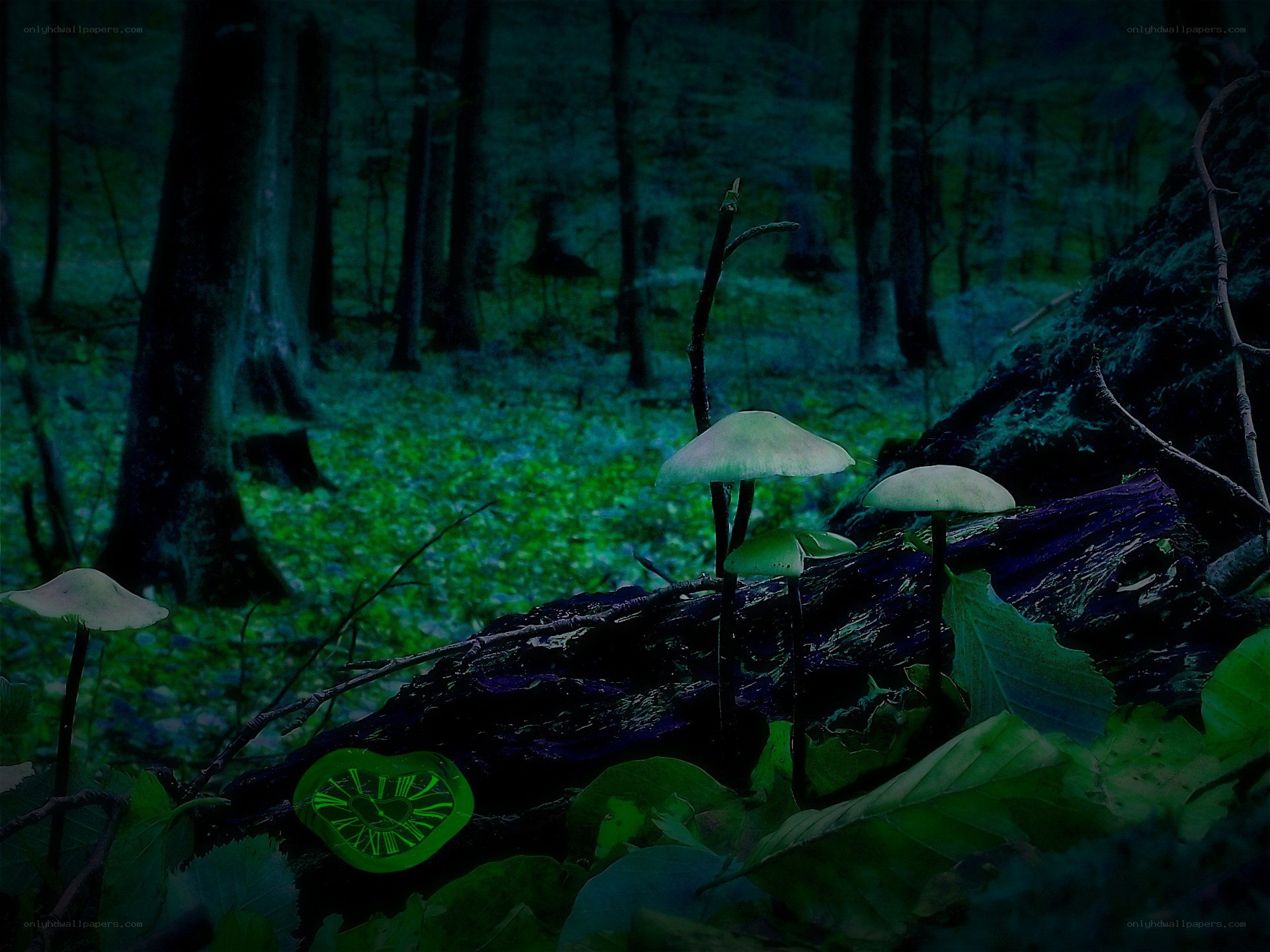 glowing mushrooms in forest