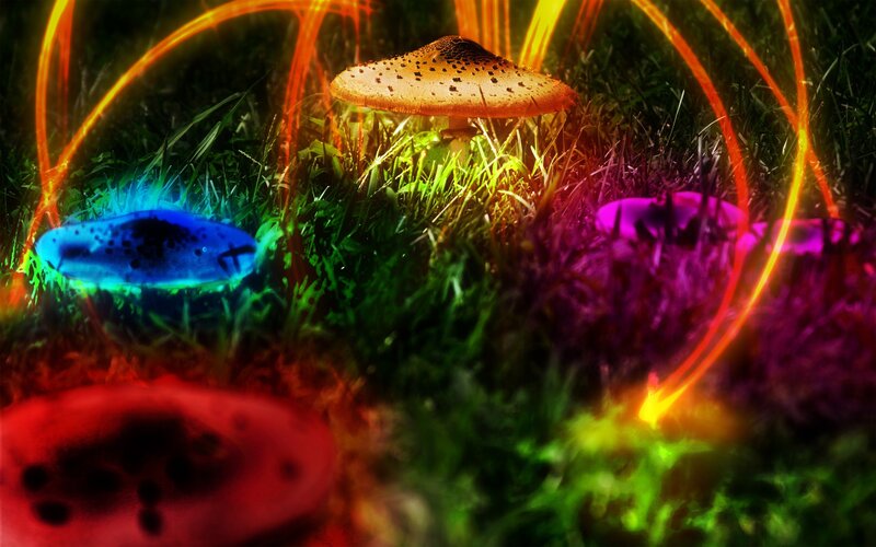 Glowing Mushrooms in Grass — Green, Dreamy