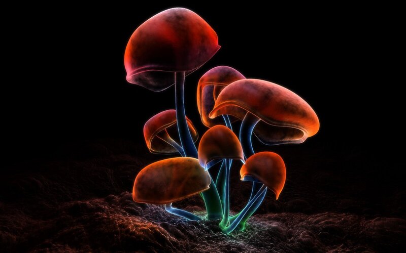 Glowing Mushrooms in Soil