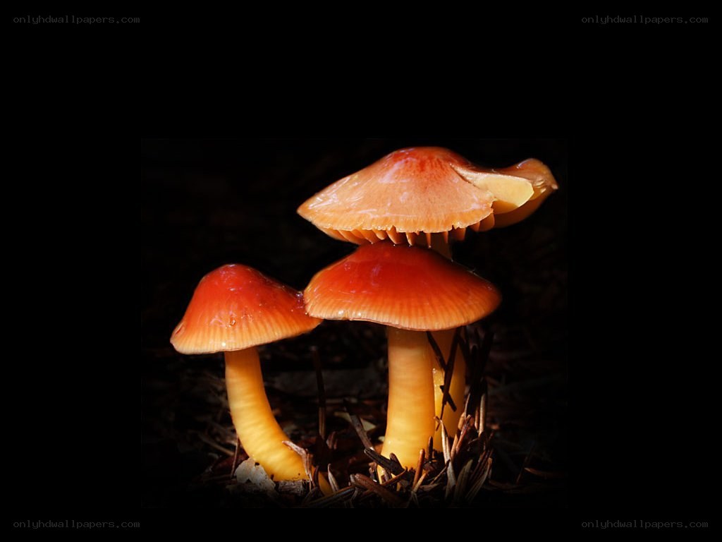 Glowing mushrooms in the dark