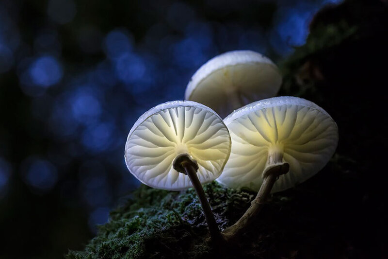Glowing Mushrooms on Moss