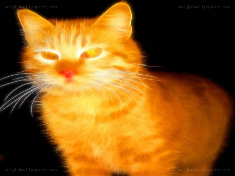 glowing orange cat