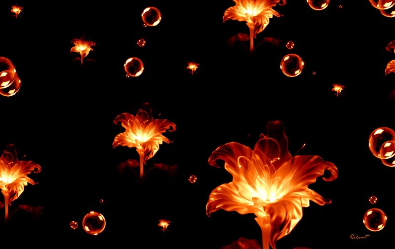 Glowing Orange Flowers — Black