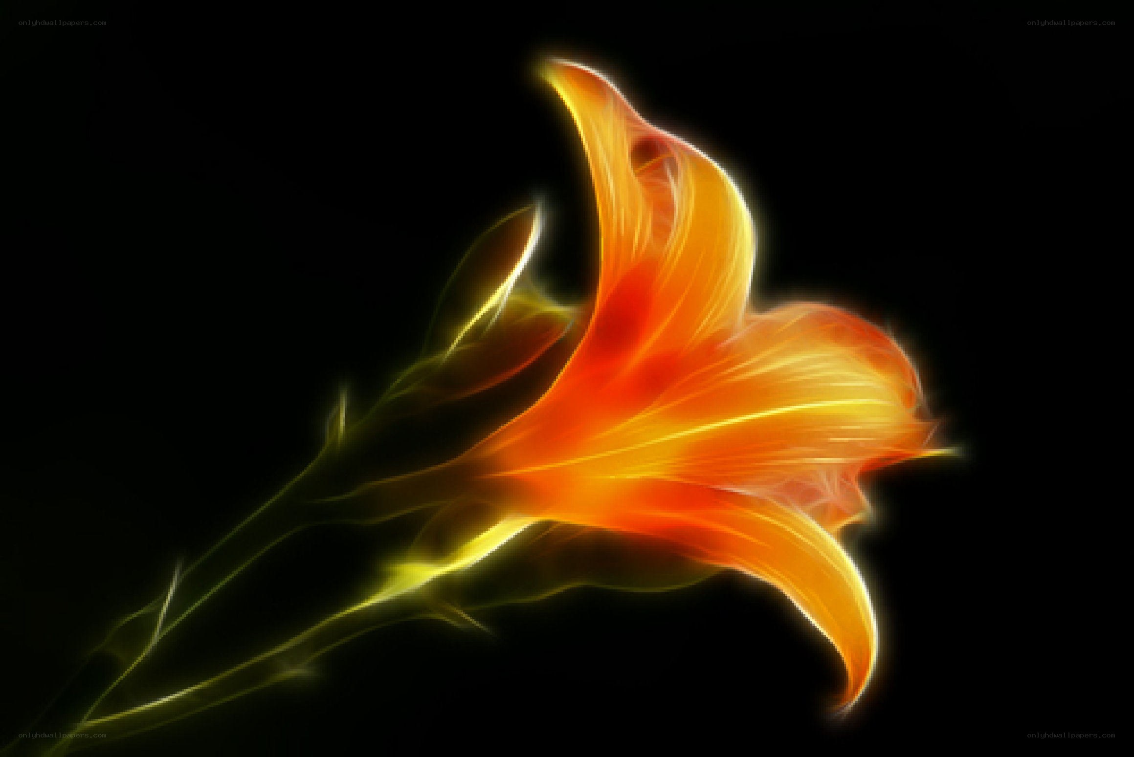 glowing orange lily flower
