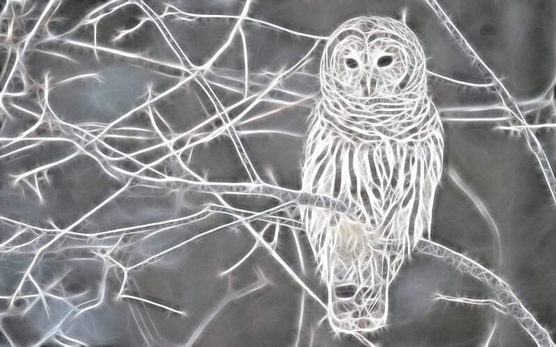 glowing owl on branches