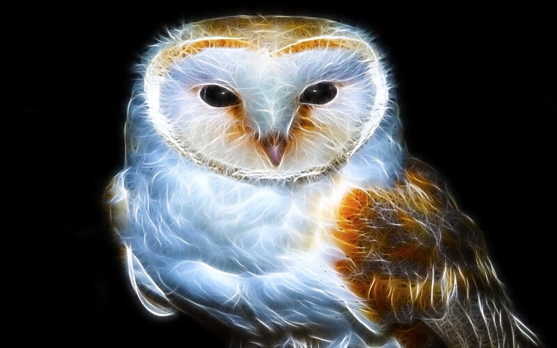 glowing owl portrait
