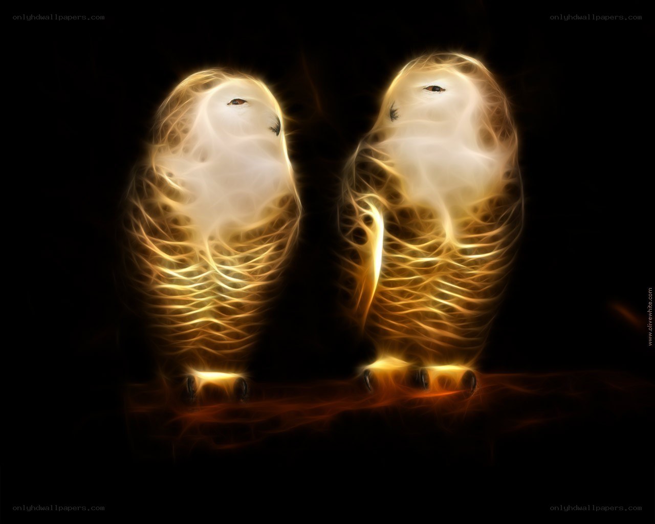 glowing owls on branch