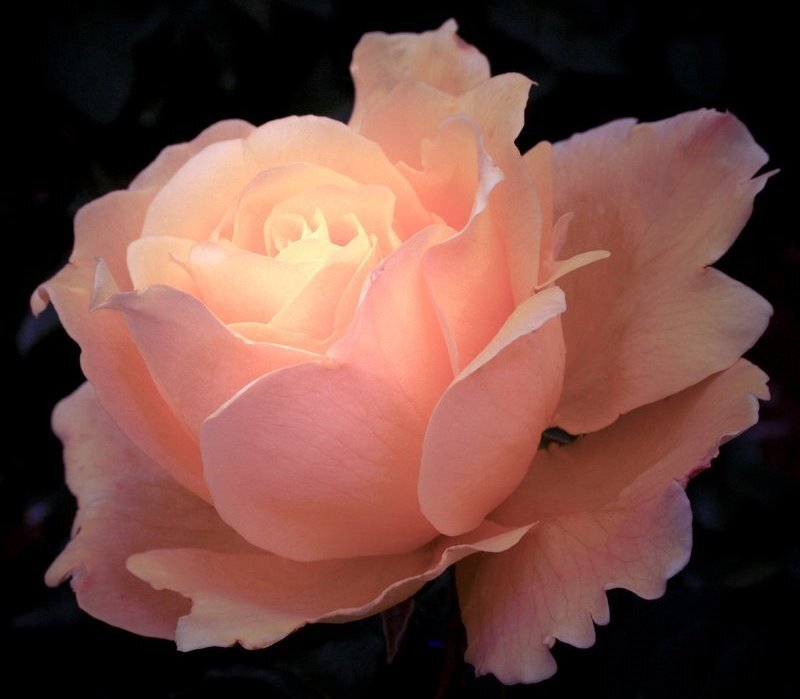 Glowing peach rose