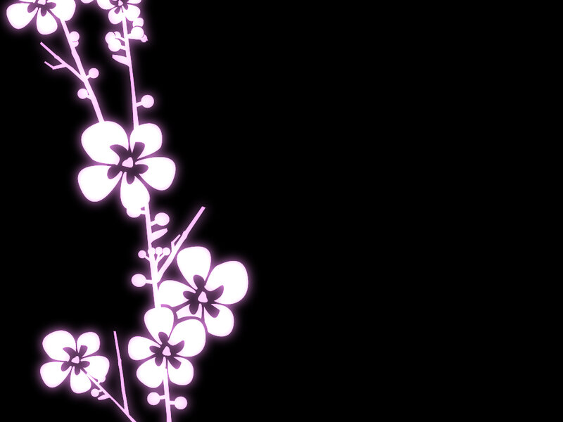 glowing pink cherry blossoms