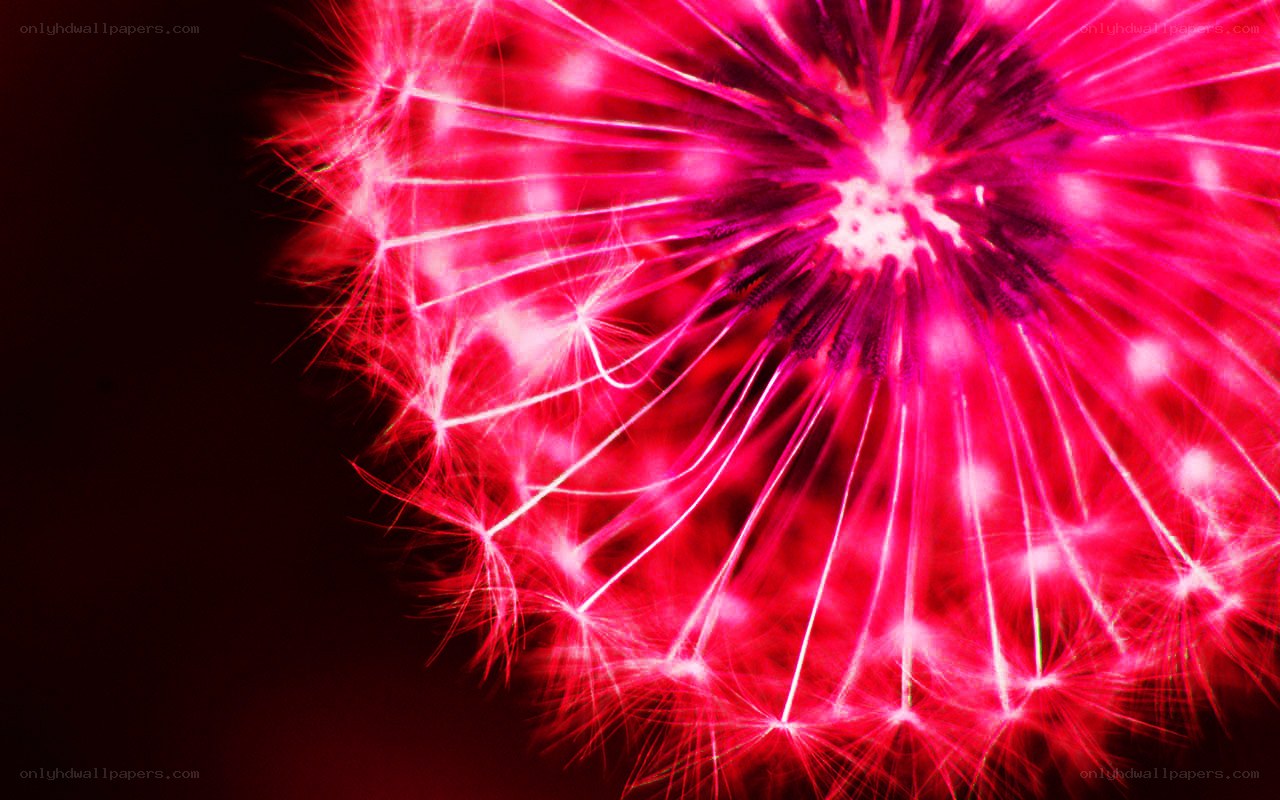 glowing pink dandelion