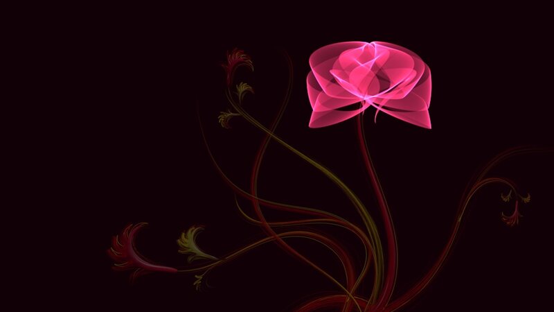 Glowing Pink Flower — Dramatic, Night