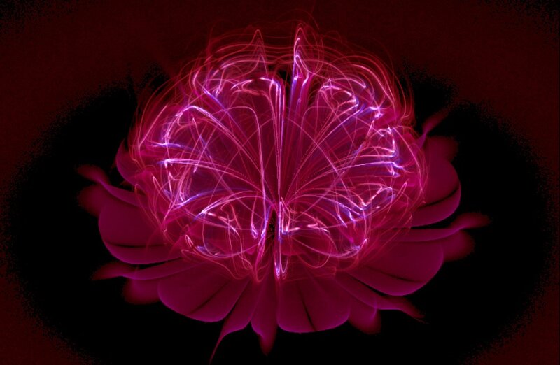 Glowing Pink Flower — Dramatic