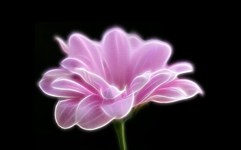 Glowing Pink Flower — Ethereal