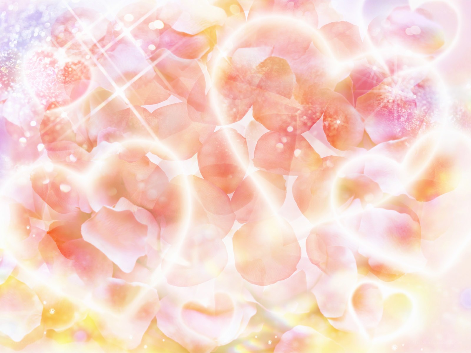 glowing pink flower petals