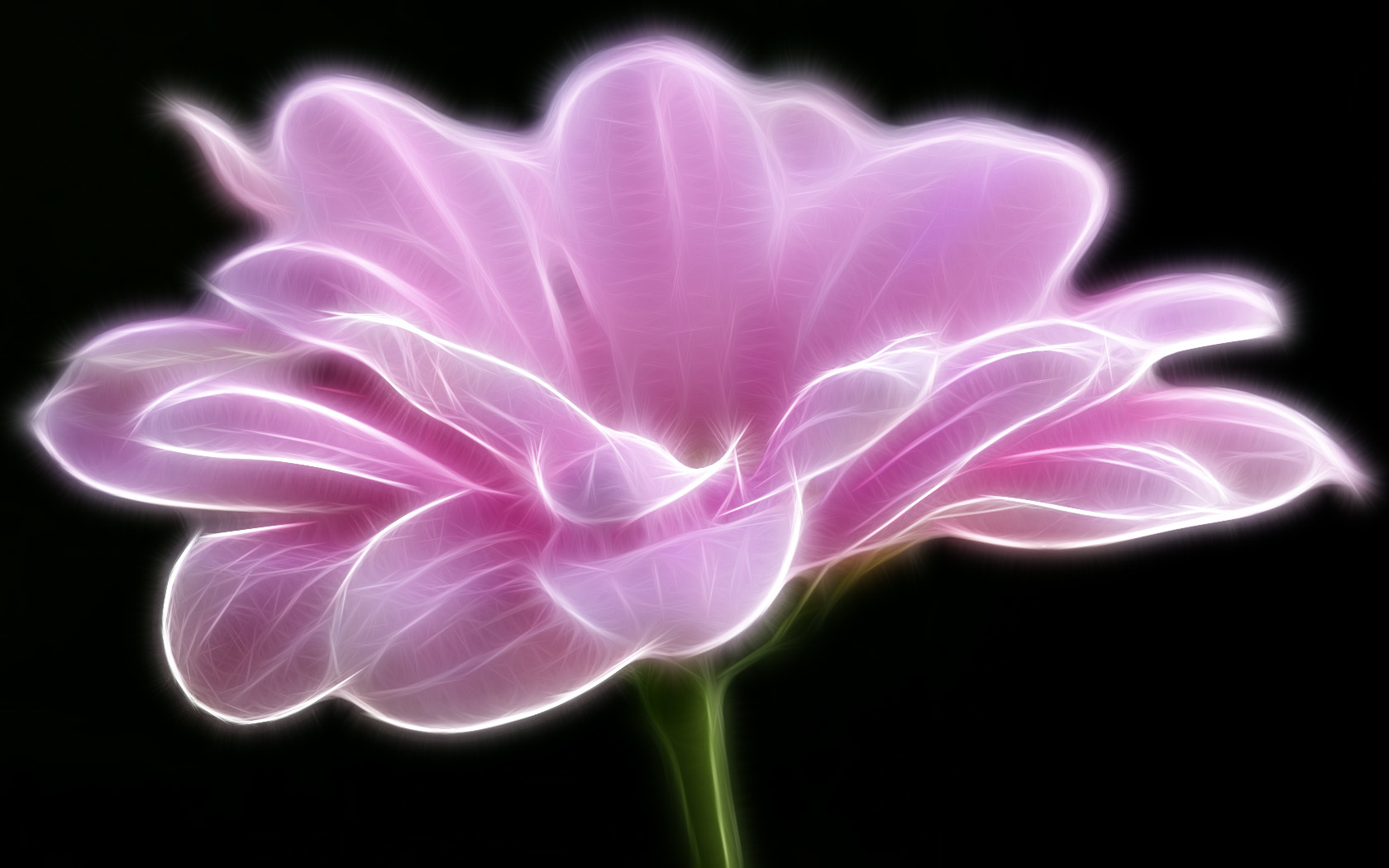 glowing pink flower