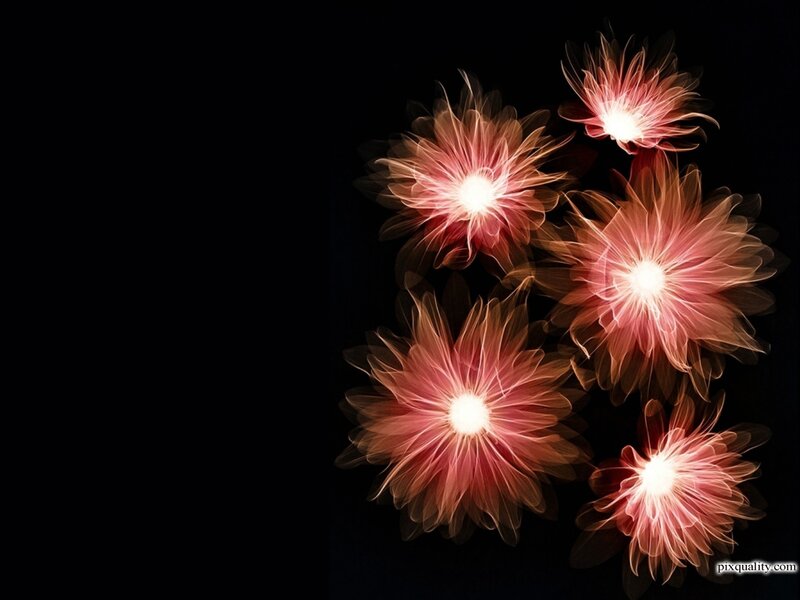 Glowing Pink Flowers — Black
