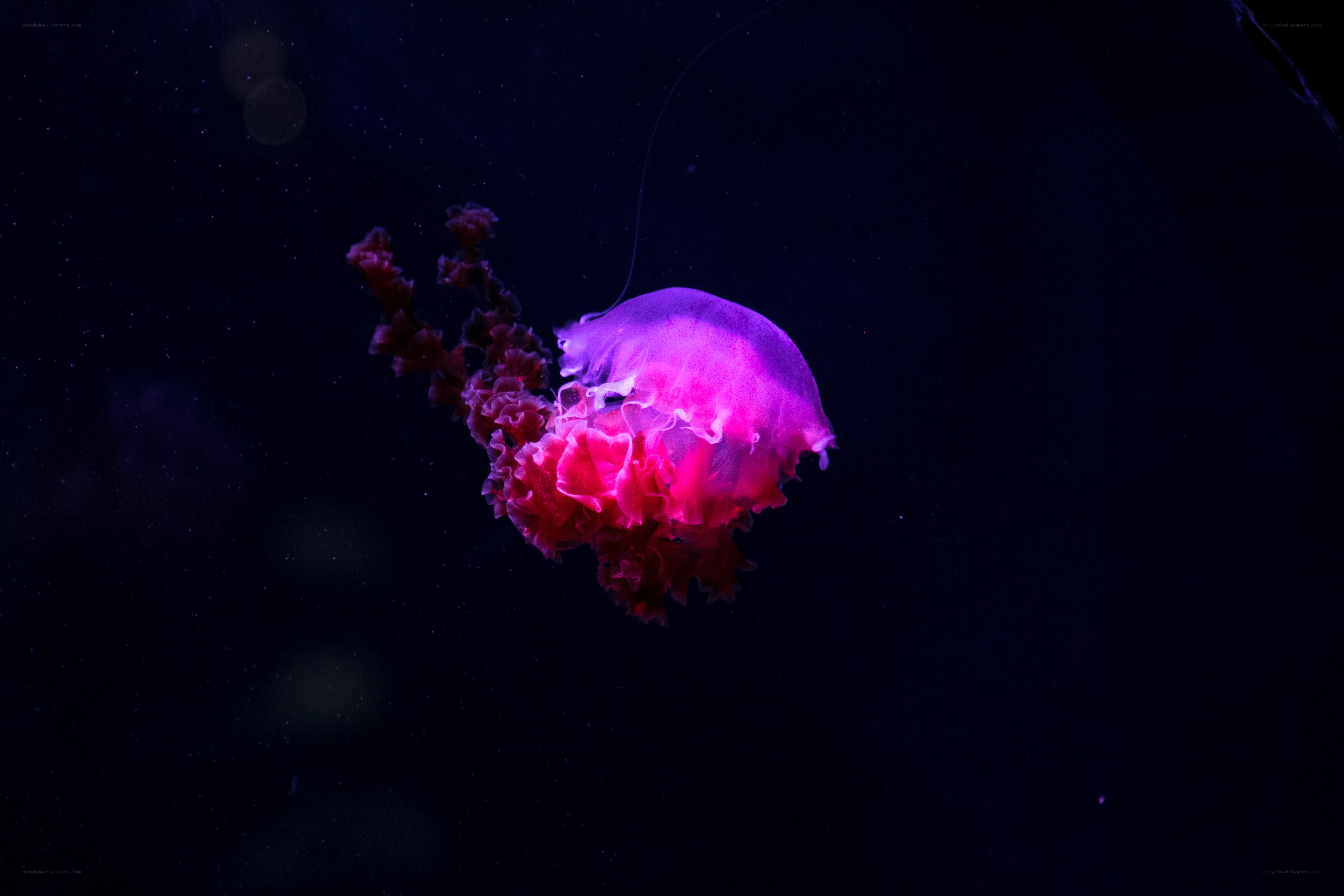 glowing pink jellyfish