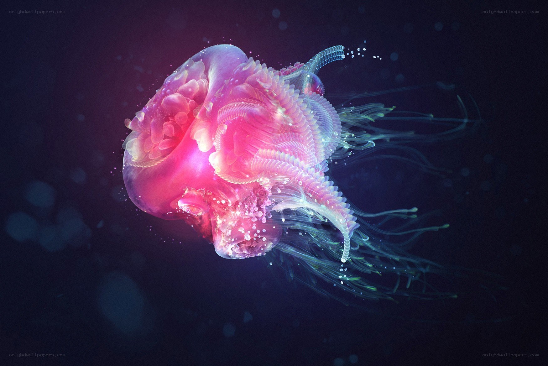 glowing pink jellyfish