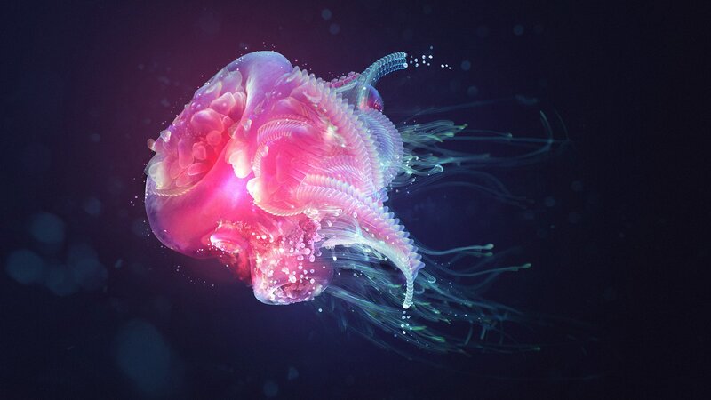 Glowing Pink Jellyfish — Serene, Night, Digital Art