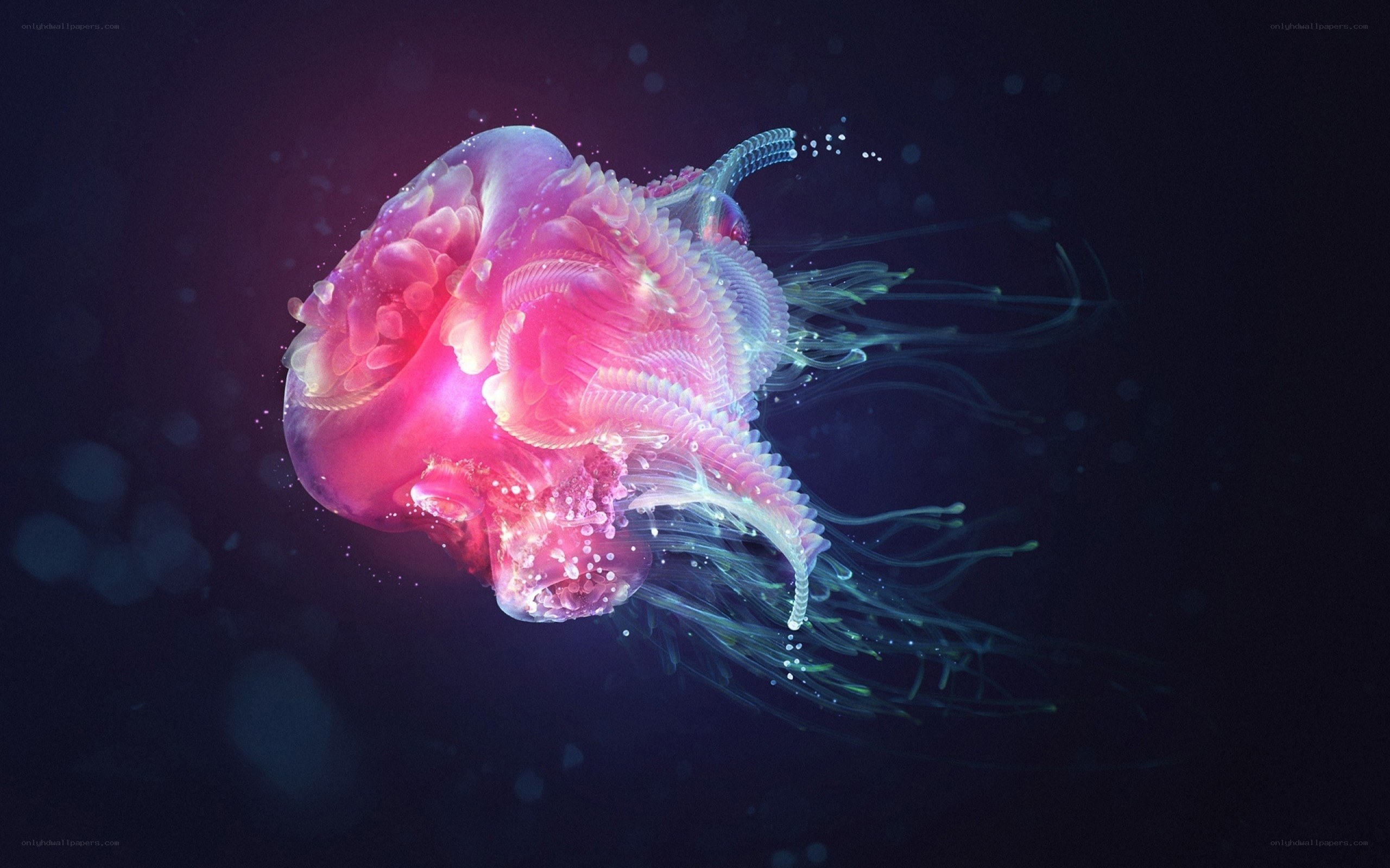 glowing pink jellyfish