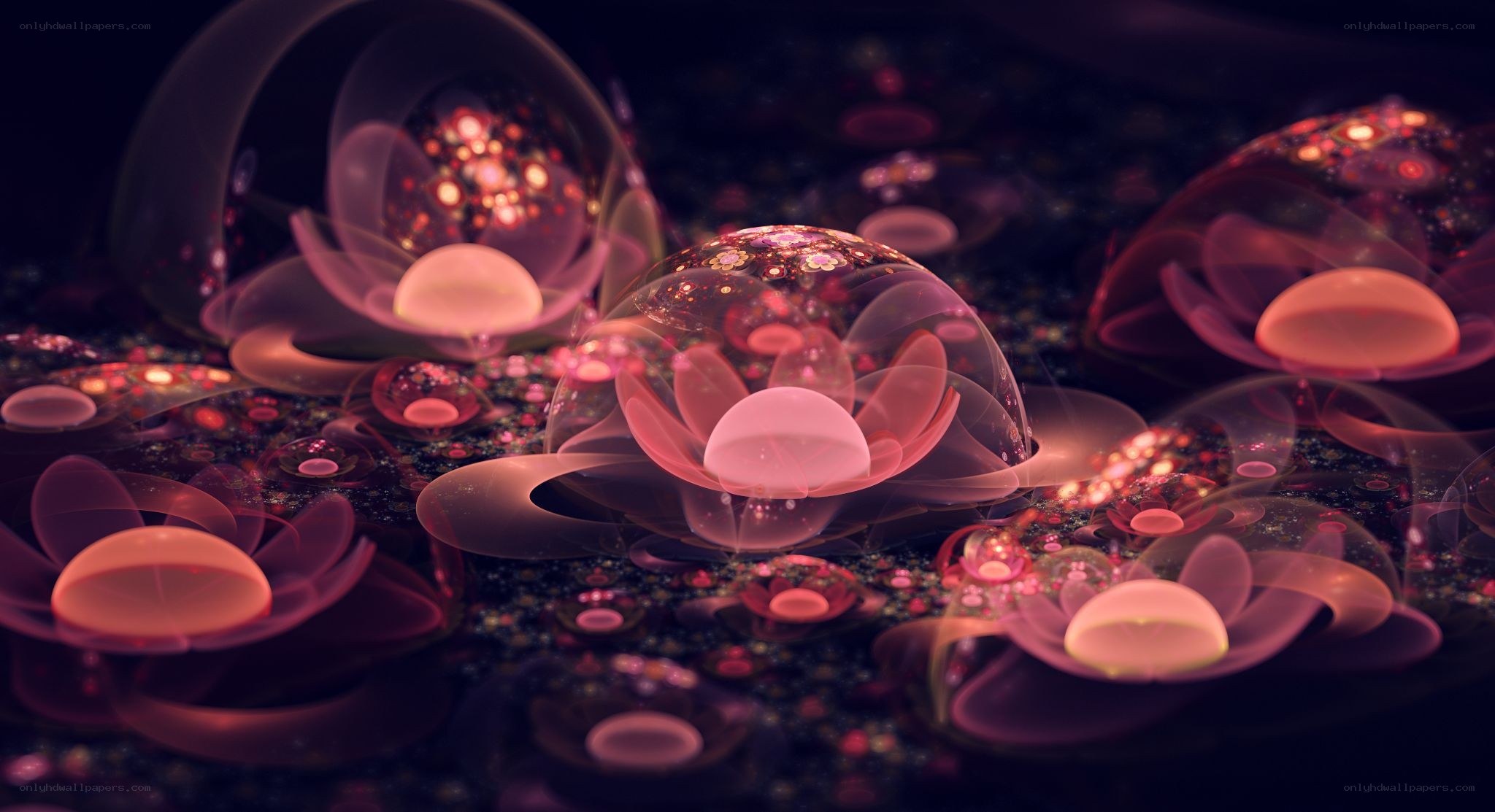 glowing pink lotus flowers