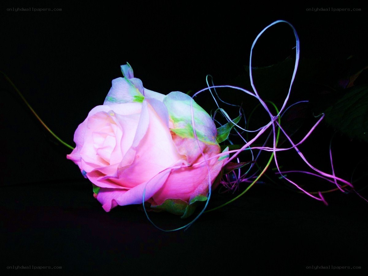glowing pink rose