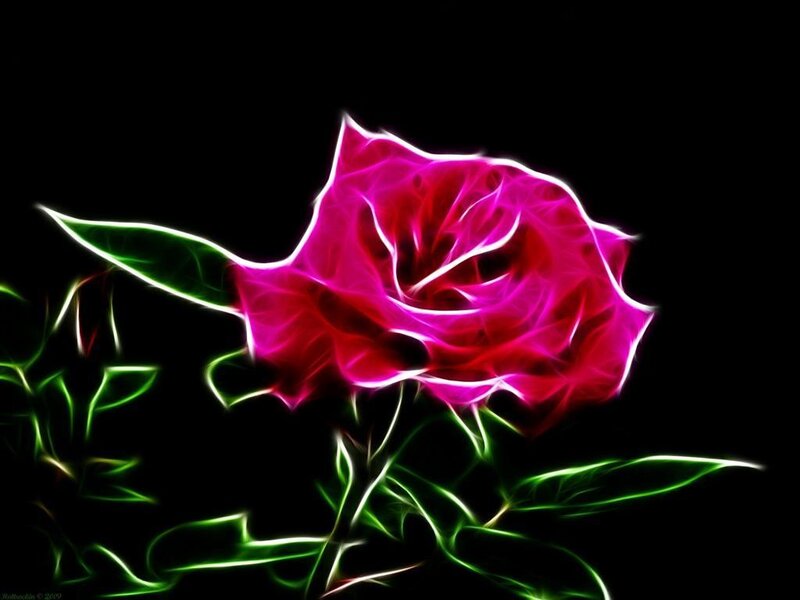 Glowing Pink Rose — Dramatic, Digital Art, Leaf