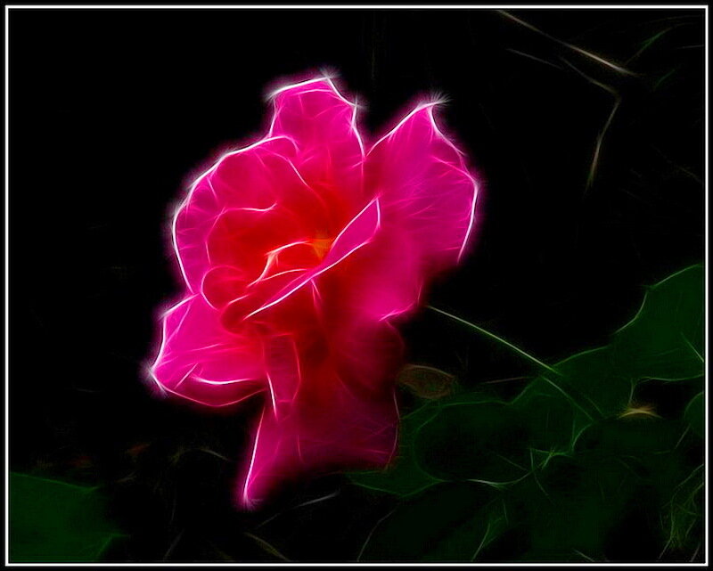Glowing Pink Rose — Dramatic