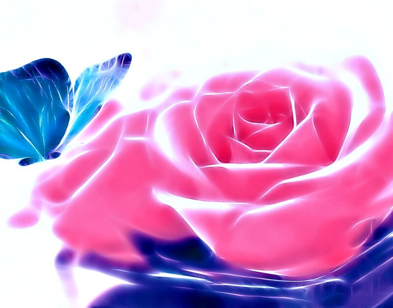 Glowing Pink Rose — Ethereal