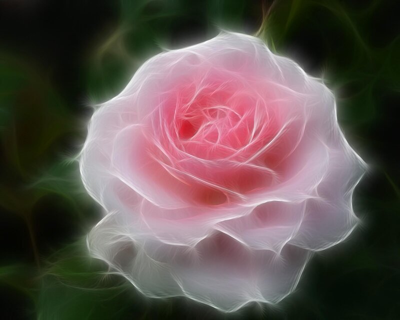 glowing pink rose flower