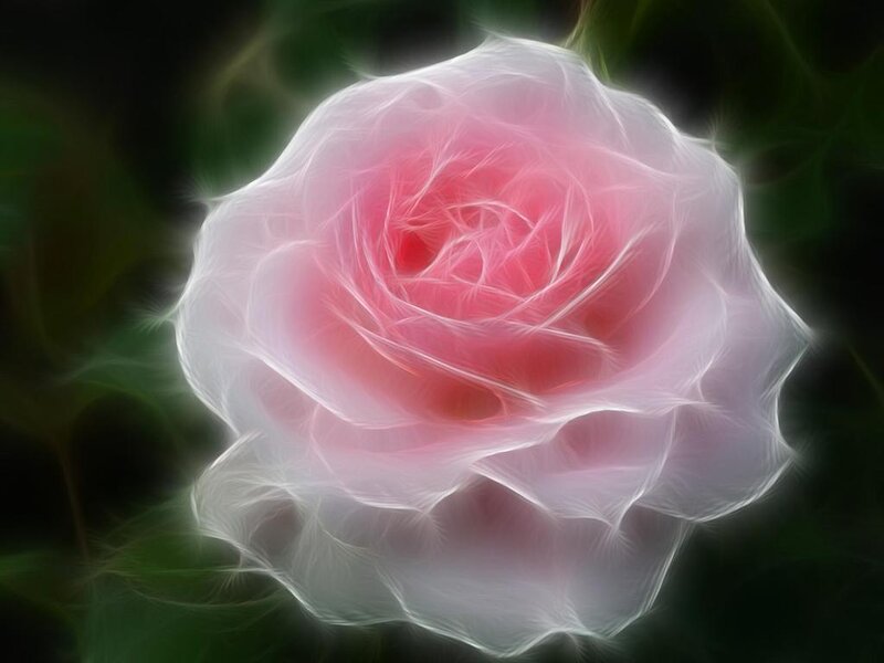 glowing pink rose flower