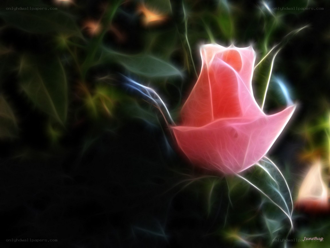 glowing pink rose flower