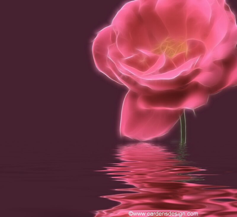Glowing Pink Rose — Serene