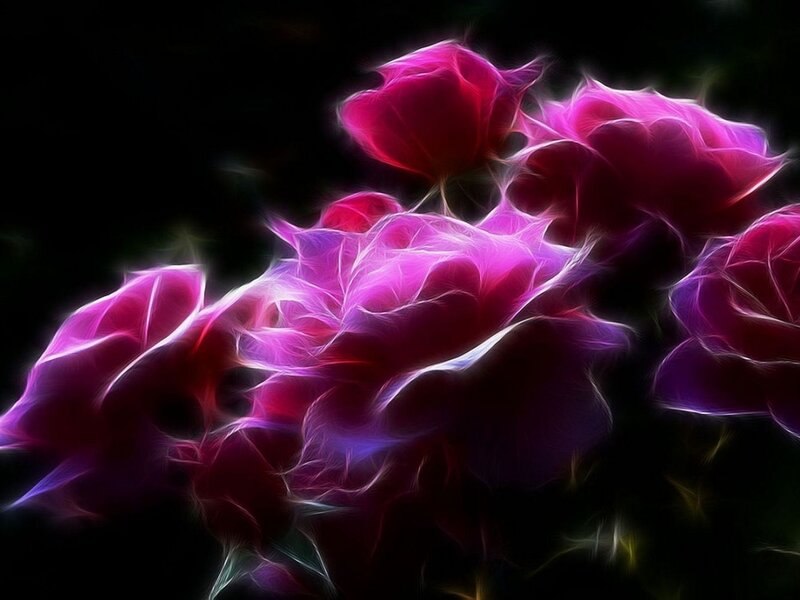 Glowing Pink Roses — Dramatic, Digital Art, Flowers