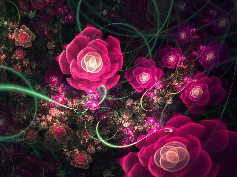 Glowing Pink Roses — Dreamy