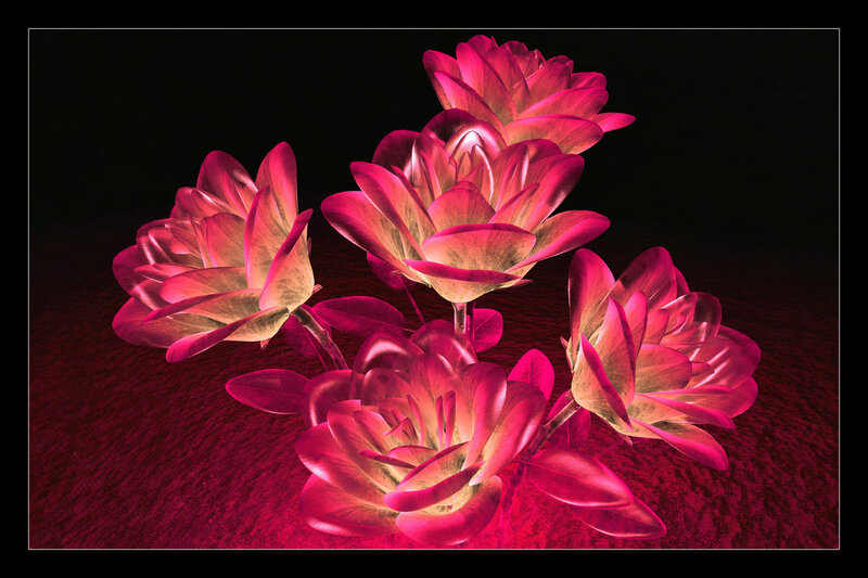 Glowing pink roses on dark surface