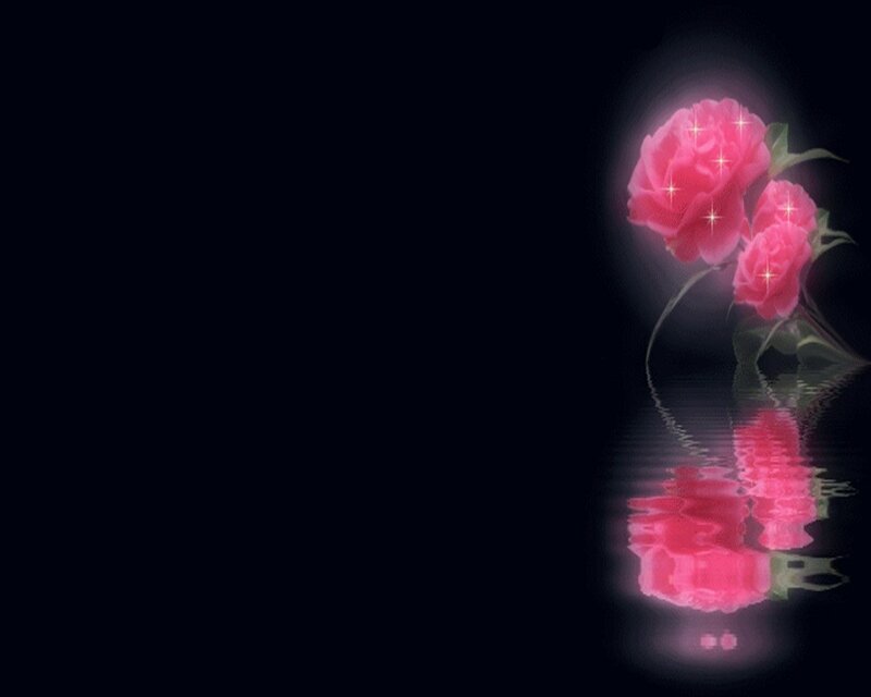 glowing pink roses on water