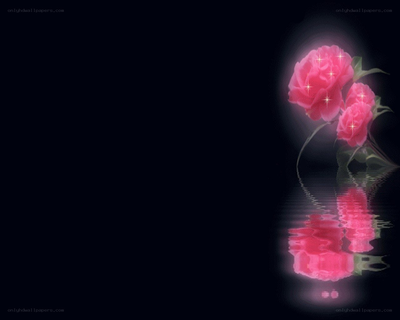 glowing pink roses on water