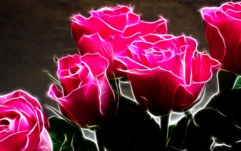 glowing pink roses