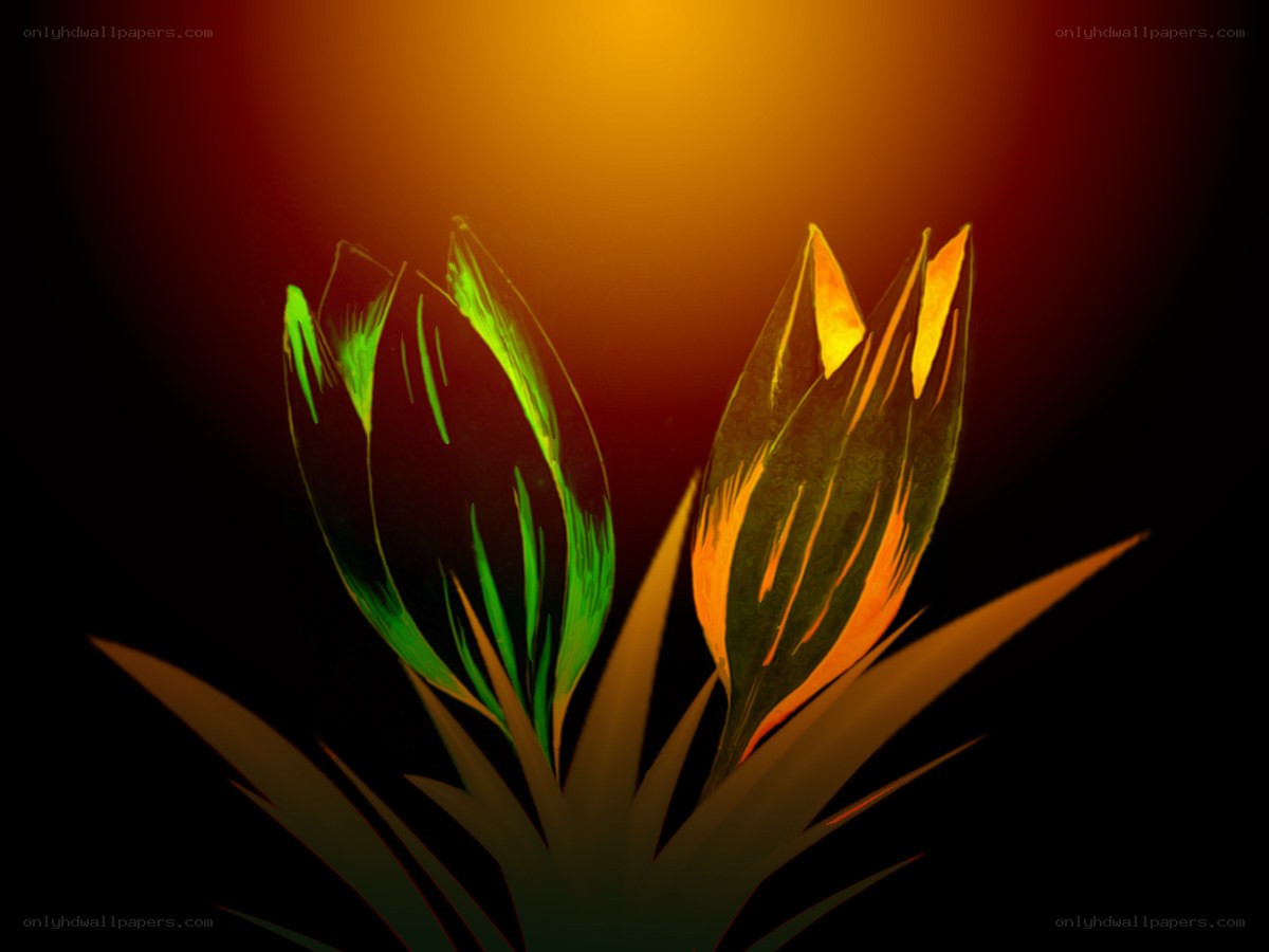 glowing plant buds at sunset