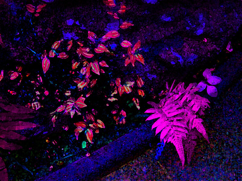 Glowing Plants at Night